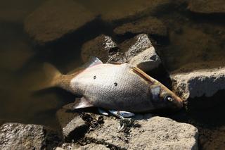 Katastrofa ekologiczna. Niemcy wykryli rtęć w Odrze. Ogłoszą stan klęski żywiołowej? 