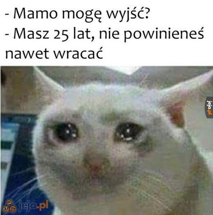 Dzień Kota 2020