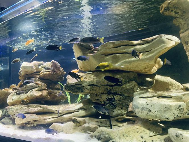 Rozmawiamy z Tomaszem Wiśniewskim, założycielem Aqua Dreams Bydgoszcz