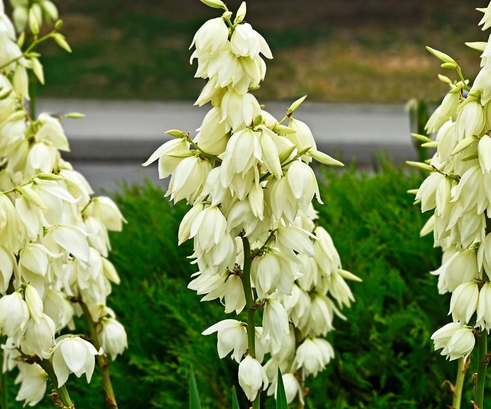 Juka ogrodowa kwiaty