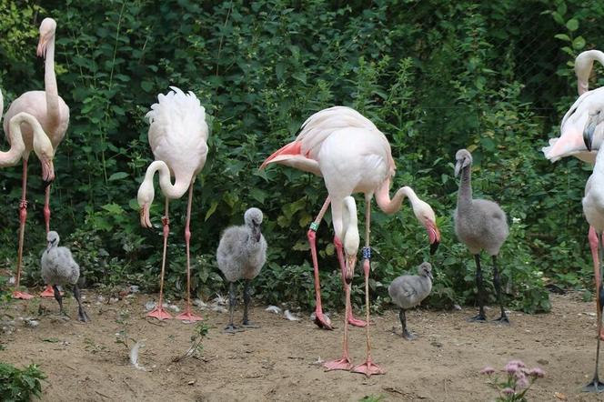 Narodziny flamingów w Gdańskim Ogrodzie Zoologicznym - po raz pierwszy mnogie