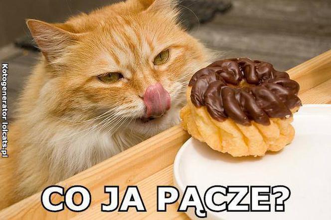 Memy na Tłusty Czwartek 2020. Śmieszne obrazki i gify na Tłusty Czwartek 20 lutego 2020