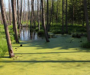 Najpiękniejsze lasy w Polsce na jesienne spacery. Gdzie warto pojechać, zanim opadną liście?