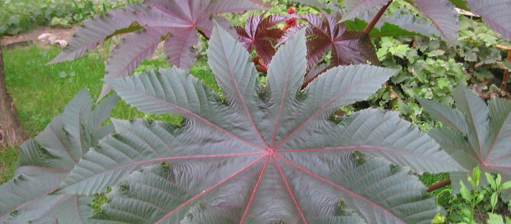 Rącznik pospolity (Ricinus communis)
