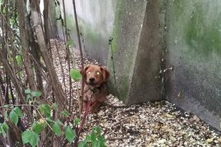 Ktoś porzucił psa w krzakach w parku Reymonta. Kto rozpoznaje zwierzę? [ZDJĘCIA]