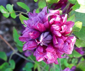 Clematis 'Purpurea Plena Elegans'