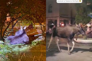 Łoś w Sopocie. Zwierzę pojawiło się na jednej z najbardziej turystycznych ulic [WIDEO]