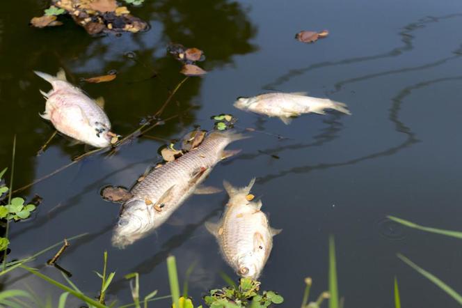 W Jeziorze Paprocańskim znaleziono martwe ryby