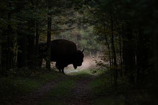 Turystka poturbowana przez żubra na Podlasiu. Co doprowadziło do ataku?