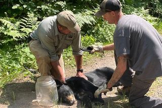  Niewiarygodne spotkanie z niedźwiedziem! Musisz to zobaczyć