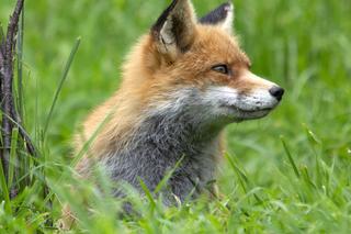 Szczepienie lisów w Małopolsce. Preparaty będą zrzucane w lasach, na polach i w parkach