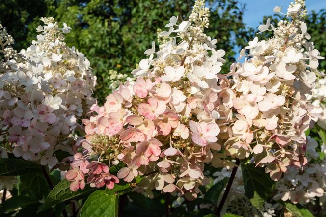 Hortensja bukietowa 'Pinky Winky'