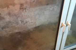 Skrajnie zaniedbane i wychodzone psy odebrano właścicielom. Tak wychodzuonego psa, jeszcze nie widzieliśmy