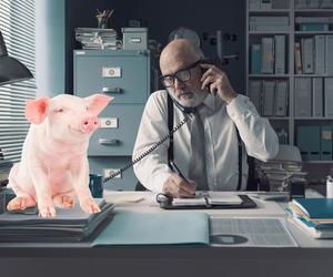 Nietypowy gość przed urzędem gminy. Internauci zrywają boki ze śmiechu. Swój do swego ciągnie