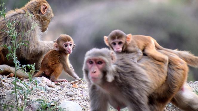 Zoo zaprasza zwiedzających. Ale... do małp nie podchodź! Czemu ich wybiegi są zamknięte? 