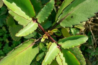 Żyworódka pierzasta - roślina lecznicza