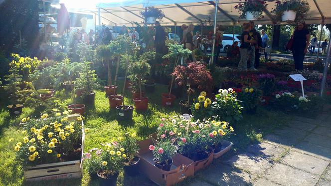 Chorzów: Kwiaty, zioła i dodatki do ogrodu. W Parku Śląskim trwa Święto Kwiatów [ZDJĘCIA]