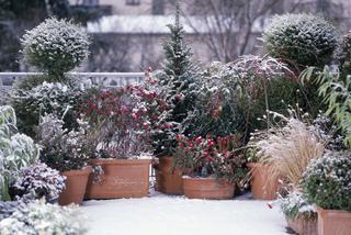 Drzewa, krzewy i byliny na zimowym balkonie