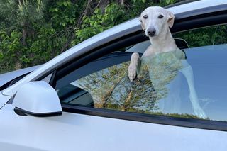 Wszyscy szukają Heńka! Za pomoc wyznaczono nagrodę. Żeby nikomu nie opłaco się go przetrzymywać