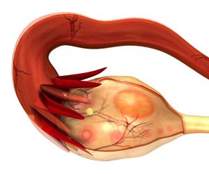 Pęcherzyk Graafa: budowa i rola