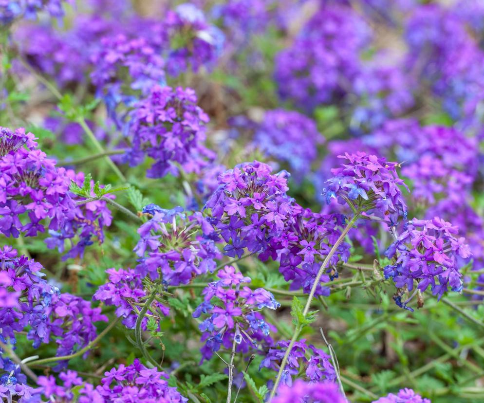 To zioło rozsławił popularny serial Pamiętniki Wampirów. Może działać dobrze na nasze zdrowie