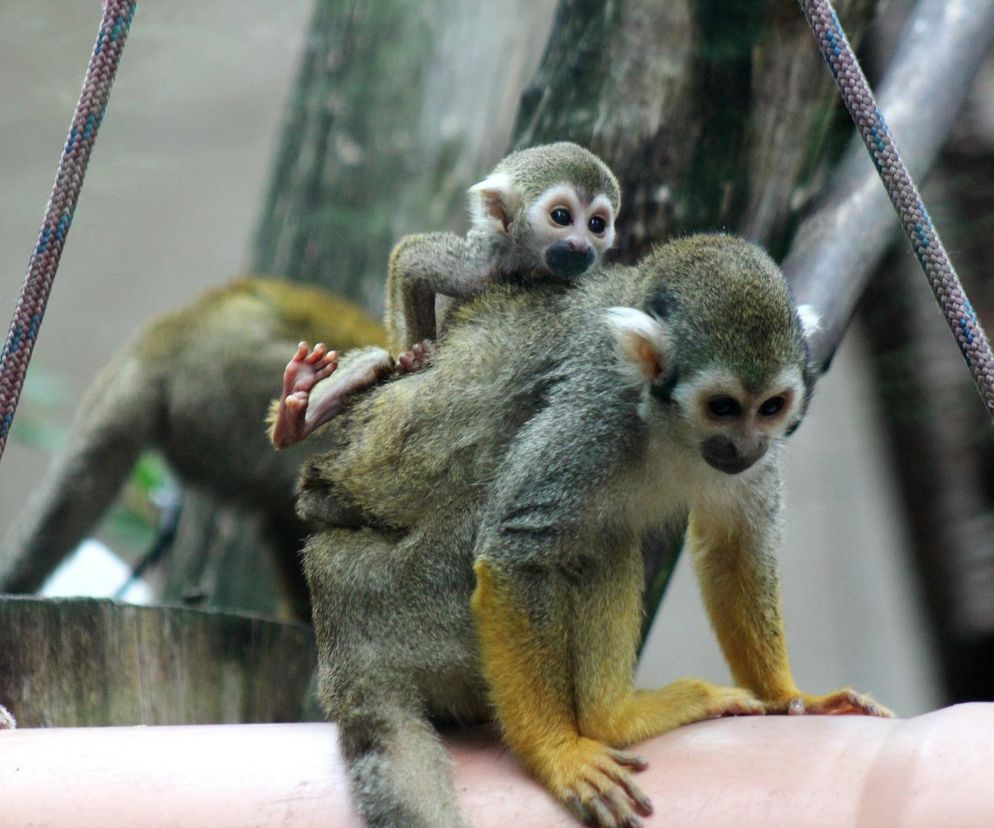 Cud narodzin w Warszawskim ZOO. Rozkoszne sajmirki podbijają wybieg