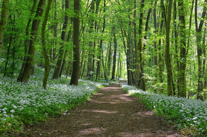 Lasy Miejskie w Warszawie: duże zmiany na ponad 530 hektarach! Posadzono 220 tys. sadzonek drzew i krzewów 