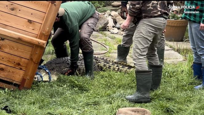 Sosnowiec. Na posesji w dzielnicy Pogoń trzymał dwa krokodyle. Jeden nie żyje