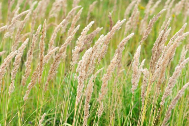 Trzcinnik piaskowy - Calamagrostis epigejos