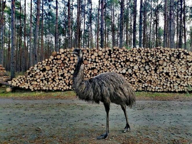 Emu spacerowały po lesie! Czym jeszcze zaskoczy nas końcówka 2020 roku? [ZDJĘCIA]