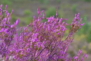 Kwitnące wrzosowiska pod Bornem Sulinowem