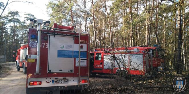 Gostynin: Ledwie wyszedł ze szpitala i ugrzązł na bagnach! Na pomoc ruszyli strażacy! [ZDJĘCIA]