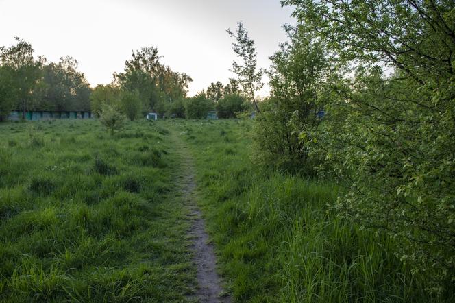 W Bytomiu powstanie Dżońcio Park. Będzie to strefa rekreacji dla psów i ich właścicieli