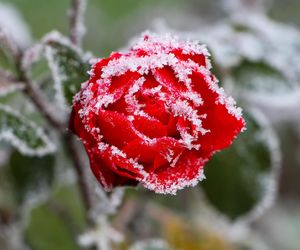 Przymrozki w Świętokrzyskiem. Temperatura ma spaść do -5 stopni