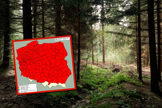 Czerwony alert w lasach całej Polski. Zachowaj ostrożność!