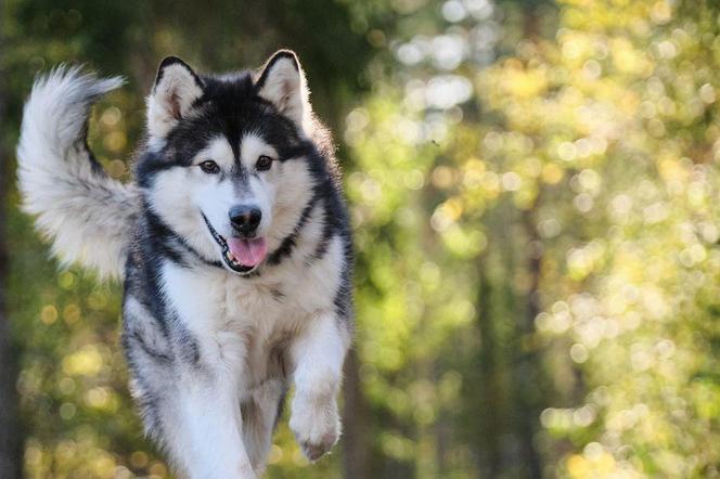 DogTrekking TropDoGrzybka