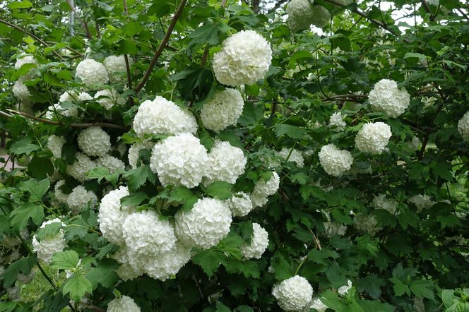Kalina koralowa 'Roseum'