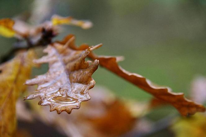 Zdjęcie 5972