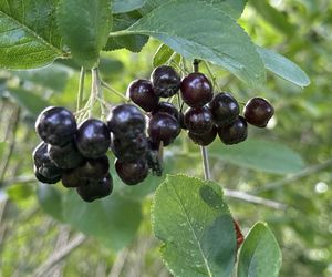 Aronia, krzew i owoce