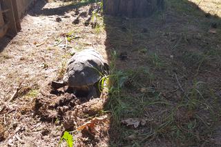 Światowy Dzień Żółwia