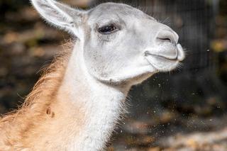 Nowi mieszkańcy Orientarium ZOO Łódź