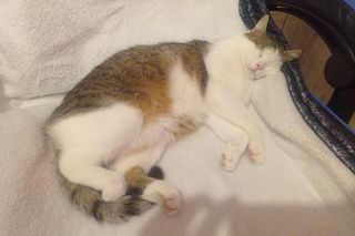 Światowy Dzień Kota. Oto milusińscy naszych Czytelników!