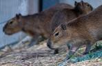 Kapibary przejmują łódzkie ZOO! Do dwóch samic dołączył samiec