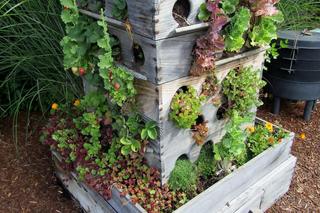 Co zamiast doniczki?