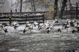 Bociany zostały na zimę w Polsce