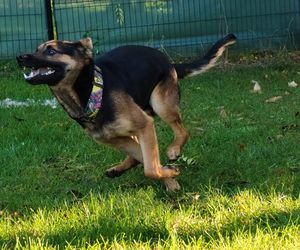 Grześ skazany na śmierć w męczarniach. Bestia przywiązała go do drzewa! Błagamy o pomoc