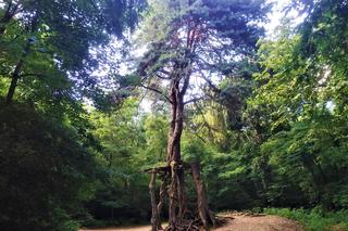Sosna na szczudłach w Świętokrzyskiem