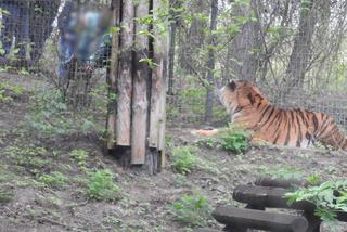 Tygrys dręczony kijem w zoo. Poszukiwany mężczyzna sam zgłosił się na komisariat