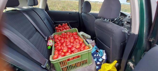 Samozbiory pomidorów na plantacji w Niewirkowie cieszą się powodzeniem