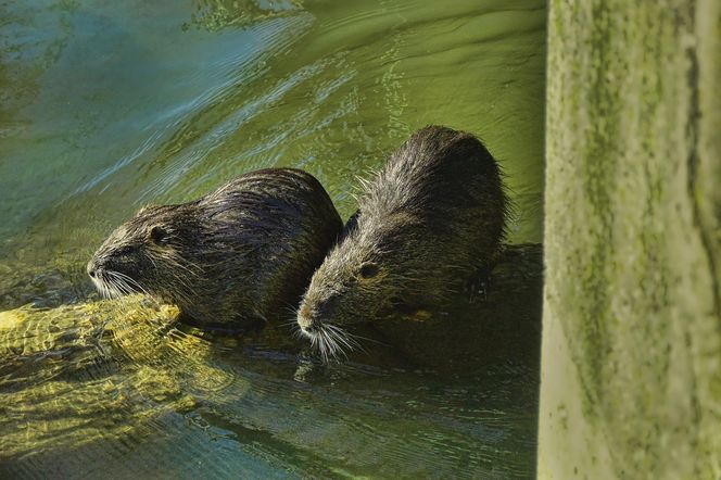 Nutrie w Rybniku jednak przeżyją?